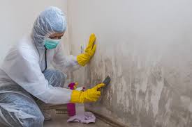 Trusted Terrace Heights, WA Mold Prevention & Removal  Experts